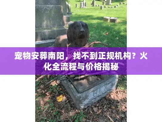 宠物安葬南阳，找不到正规机构？火化全流程与价格揭秘