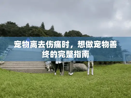 宠物离去伤痛时，想做宠物善终的完整指南