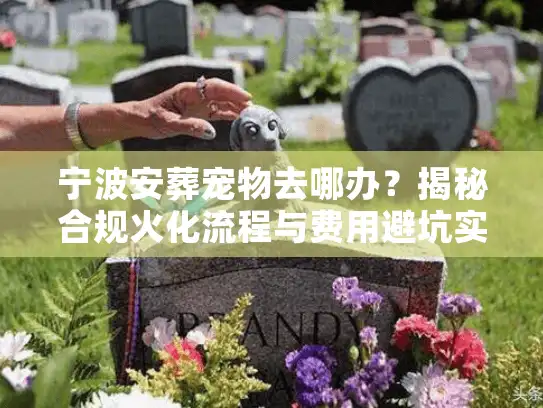 宁波安葬宠物去哪办？揭秘合规火化流程与费用避坑实录