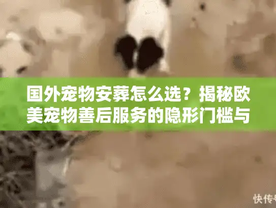 国外宠物安葬怎么选？揭秘欧美宠物善后服务的隐形门槛与真相