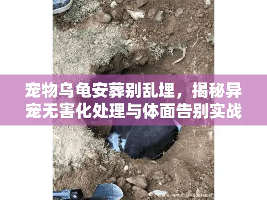 宠物乌龟安葬别乱埋，揭秘异宠无害化处理与体面告别实战