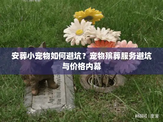 安葬小宠物如何避坑？宠物殡葬服务避坑与价格内幕