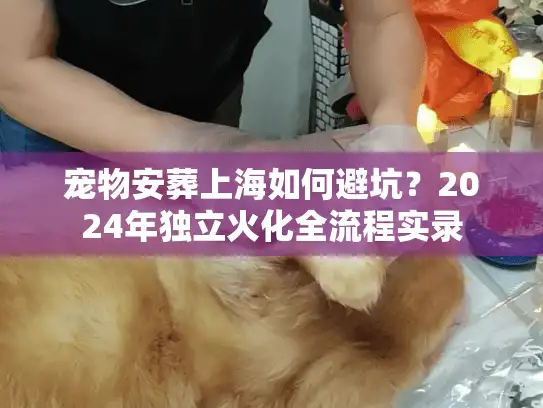 宠物安葬上海如何避坑？2024年独立火化全流程实录
