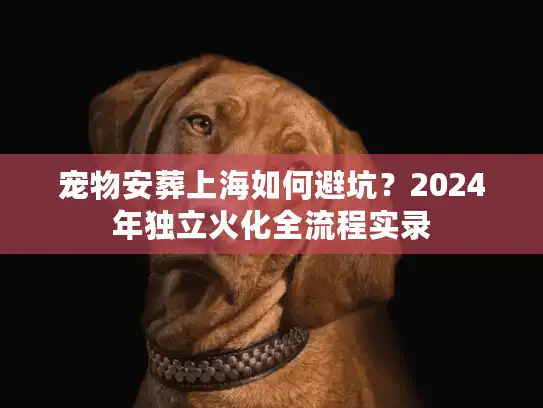 宠物安葬上海如何避坑？2024年独立火化全流程实录