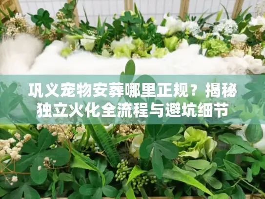 巩义宠物安葬哪里正规？揭秘独立火化全流程与避坑细节