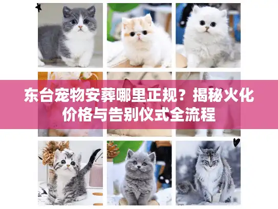 东台宠物安葬哪里正规？揭秘火化价格与告别仪式全流程