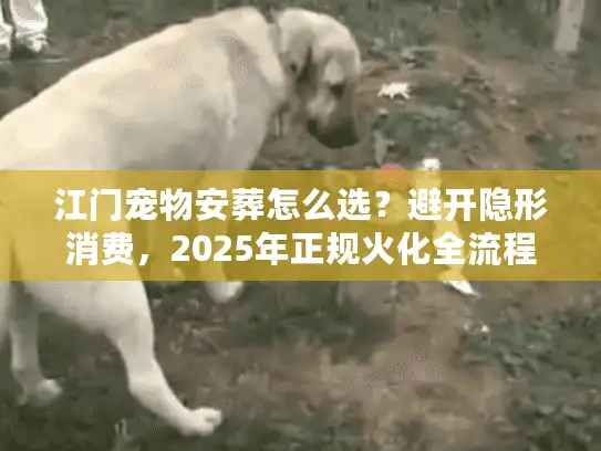 江门宠物安葬怎么选？避开隐形消费，2025年正规火化全流程解析