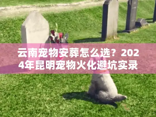 云南宠物安葬怎么选？2024年昆明宠物火化避坑实录与正规机构推荐