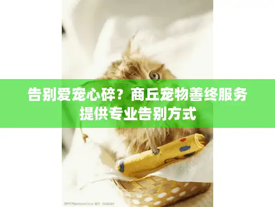 告别爱宠心碎？商丘宠物善终服务提供专业告别方式