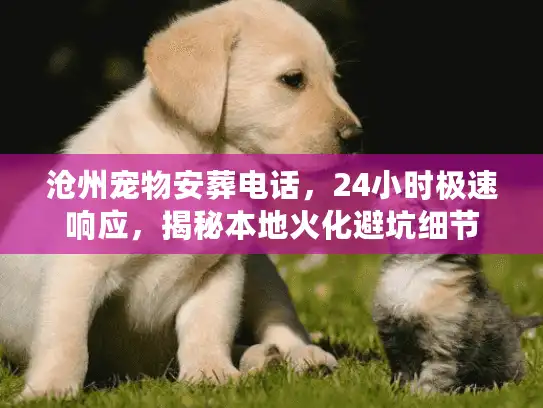 沧州宠物安葬电话，24小时极速响应，揭秘本地火化避坑细节
