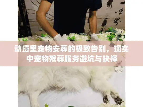 动漫里宠物安葬的极致告别，现实中宠物殡葬服务避坑与抉择