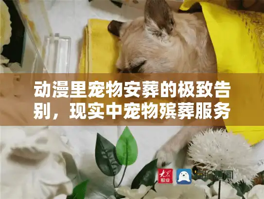 动漫里宠物安葬的极致告别，现实中宠物殡葬服务避坑与抉择