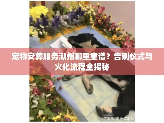 宠物安葬服务潮州哪里靠谱？告别仪式与火化流程全揭秘