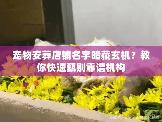 宠物安葬店铺名字暗藏玄机？教你快速甄别靠谱机构