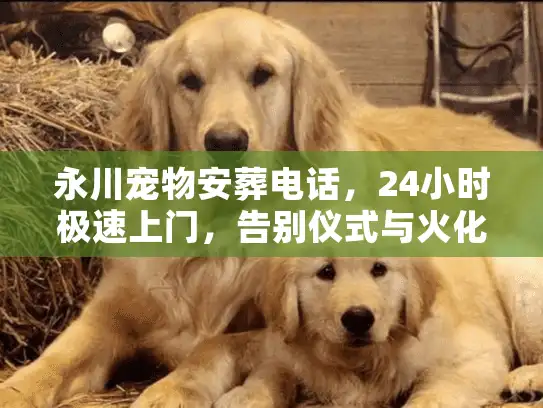 永川宠物安葬电话，24小时极速上门，告别仪式与火化全流程