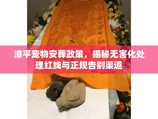 漳平宠物安葬政策，揭秘无害化处理红线与正规告别渠道