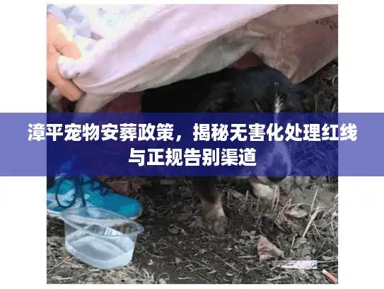漳平宠物安葬政策，揭秘无害化处理红线与正规告别渠道