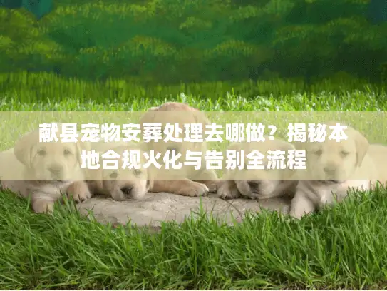 献县宠物安葬处理去哪做？揭秘本地合规火化与告别全流程