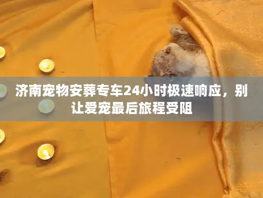 济南宠物安葬专车24小时极速响应，别让爱宠最后旅程受阻