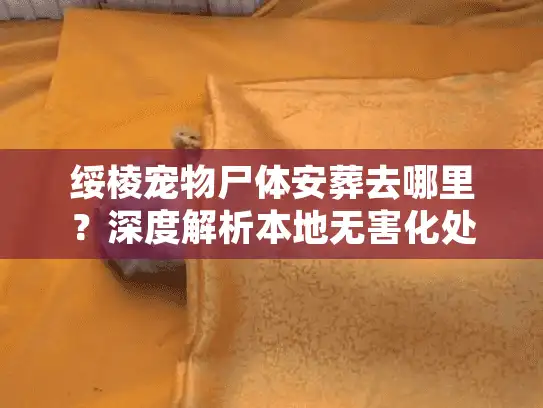 绥棱宠物尸体安葬去哪里？深度解析本地无害化处理与告别服务