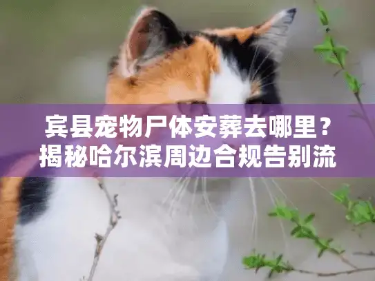 宾县宠物尸体安葬去哪里？揭秘哈尔滨周边合规告别流程