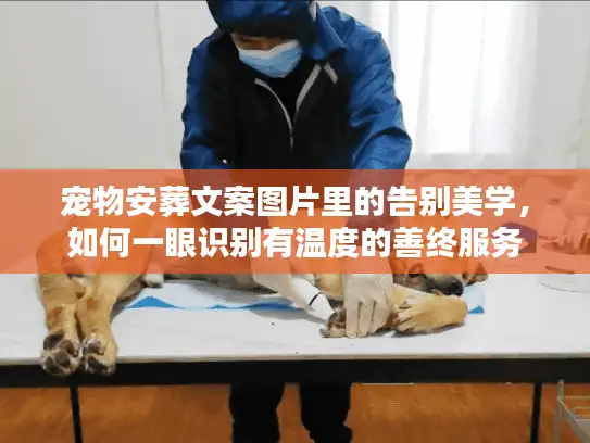 宠物安葬文案图片里的告别美学，如何一眼识别有温度的善终服务