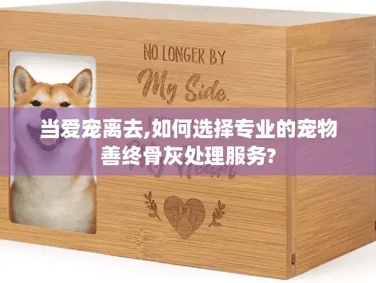 当爱宠离去,如何选择专业的宠物善终骨灰处理服务?