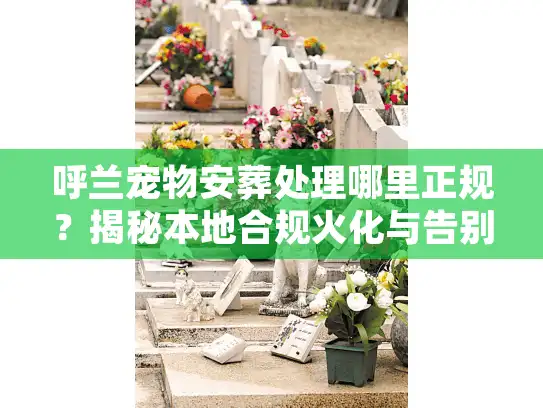 呼兰宠物安葬处理哪里正规？揭秘本地合规火化与告别避坑实录
