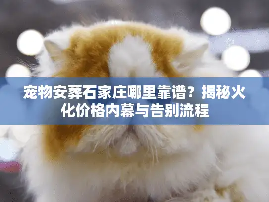 宠物安葬石家庄哪里靠谱？揭秘火化价格内幕与告别流程