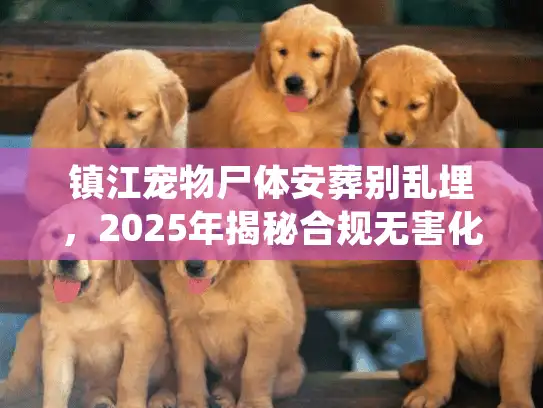 镇江宠物尸体安葬别乱埋，2025年揭秘合规无害化处理与告别细节