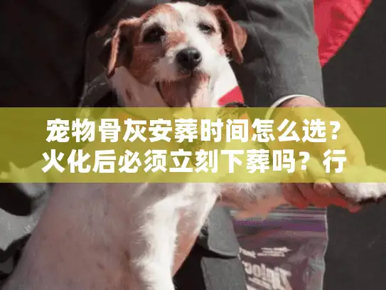 宠物骨灰安葬时间怎么选？火化后必须立刻下葬吗？行家实操建议