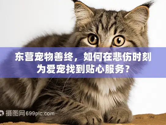 东营宠物善终，如何在悲伤时刻为爱宠找到贴心服务？