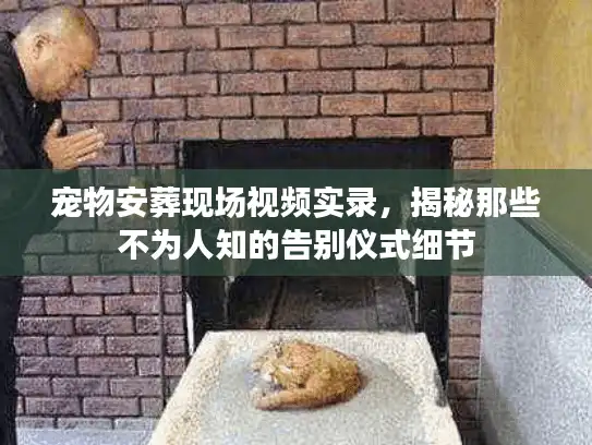 宠物安葬现场视频实录，揭秘那些不为人知的告别仪式细节