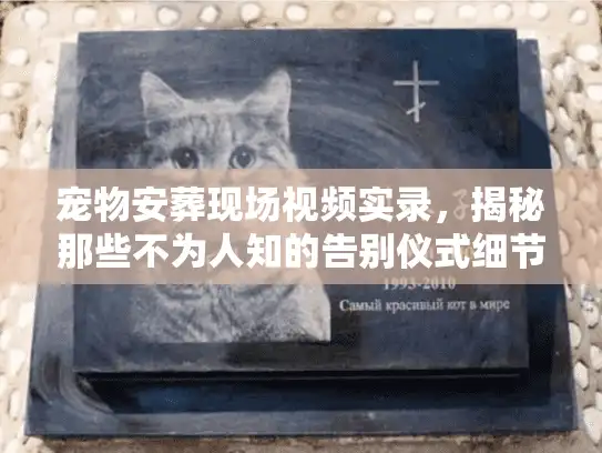 宠物安葬现场视频实录，揭秘那些不为人知的告别仪式细节