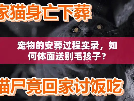 宠物的安葬过程实录，如何体面送别毛孩子？