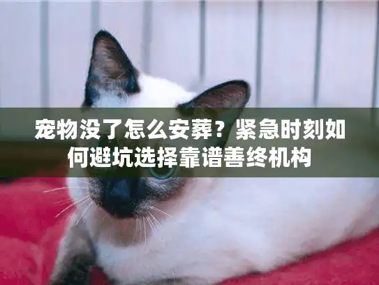 宠物没了怎么安葬？紧急时刻如何避坑选择靠谱善终机构