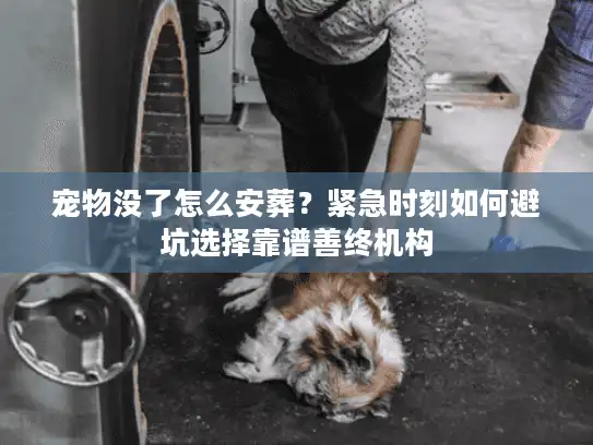 宠物没了怎么安葬？紧急时刻如何避坑选择靠谱善终机构