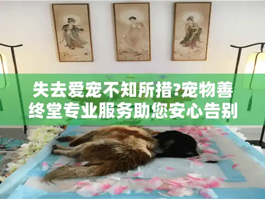 失去爱宠不知所措?宠物善终堂专业服务助您安心告别