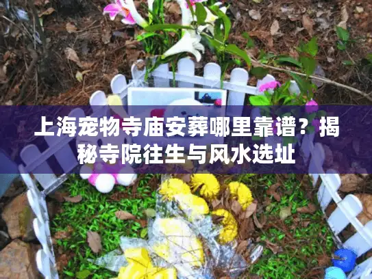 上海宠物寺庙安葬哪里靠谱？揭秘寺院往生与风水选址