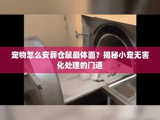 宠物怎么安葬仓鼠最体面？揭秘小宠无害化处理的门道