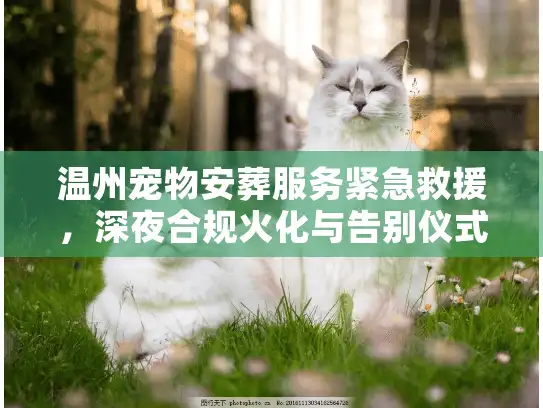温州宠物安葬服务紧急救援，深夜合规火化与告别仪式避坑实录