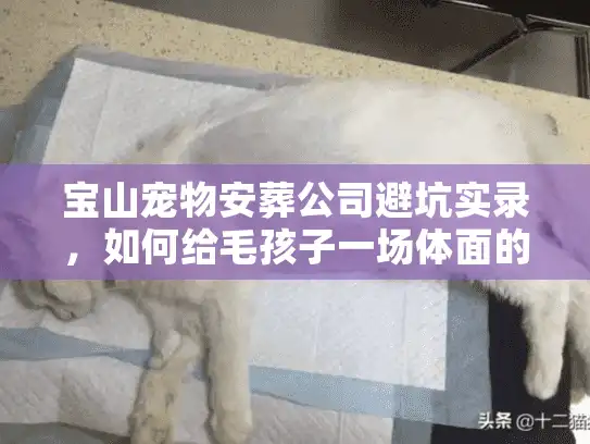 宝山宠物安葬公司避坑实录，如何给毛孩子一场体面的告别？