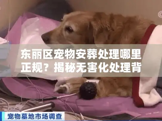 东丽区宠物安葬处理哪里正规？揭秘无害化处理背后的门道