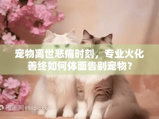 宠物离世悲痛时刻，专业火化善终如何体面告别宠物？