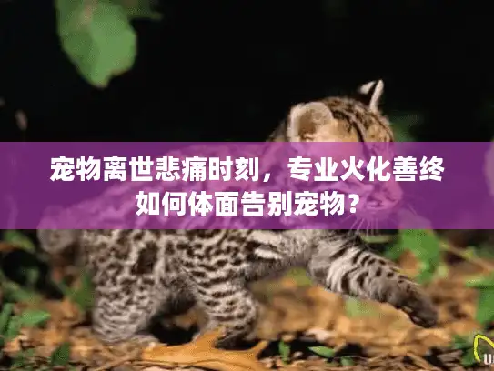 宠物离世悲痛时刻，专业火化善终如何体面告别宠物？