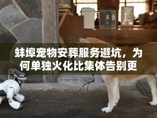 蚌埠宠物安葬服务避坑，为何单独火化比集体告别更值得？