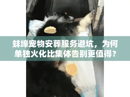 蚌埠宠物安葬服务避坑，为何单独火化比集体告别更值得？