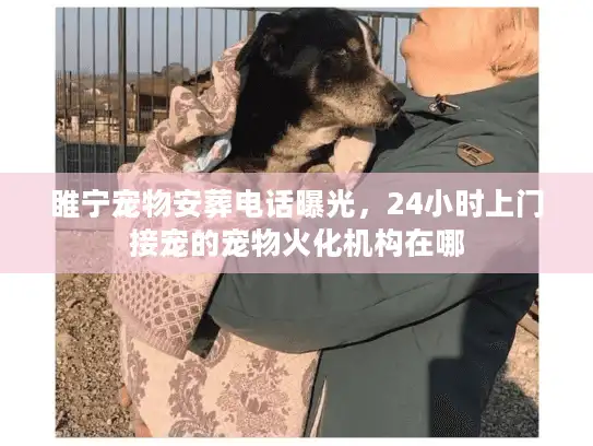 睢宁宠物安葬电话曝光，24小时上门接宠的宠物火化机构在哪