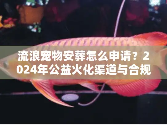 流浪宠物安葬怎么申请？2024年公益火化渠道与合规流程
