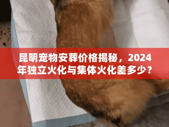 昆明宠物安葬价格揭秘，2024年独立火化与集体火化差多少？
